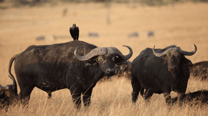 Buffalo in SA