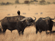 Buffalo in SA