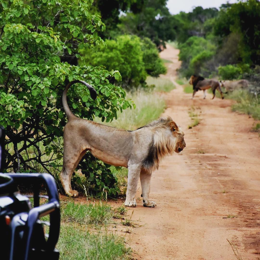 Nature & Game Reserves Johannesburg