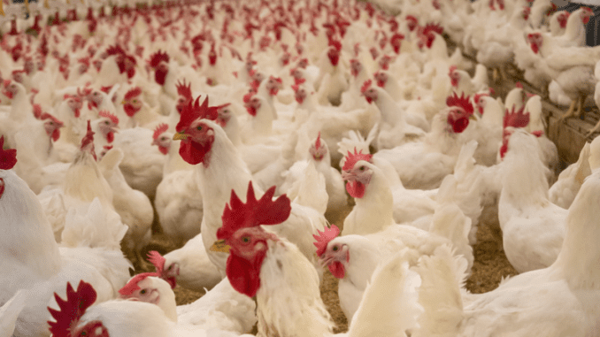 Global Avian Flu Virus Detection Networks Are Demanded by the WHO.