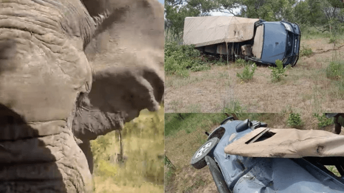 Elderly tourist dies when elephant attacks vehicle