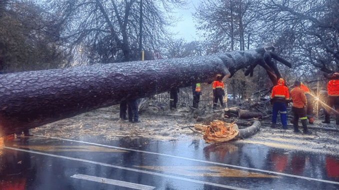 Traffic delays for Cape Town as downed tree blocks Rhodes Drive, M3 affected